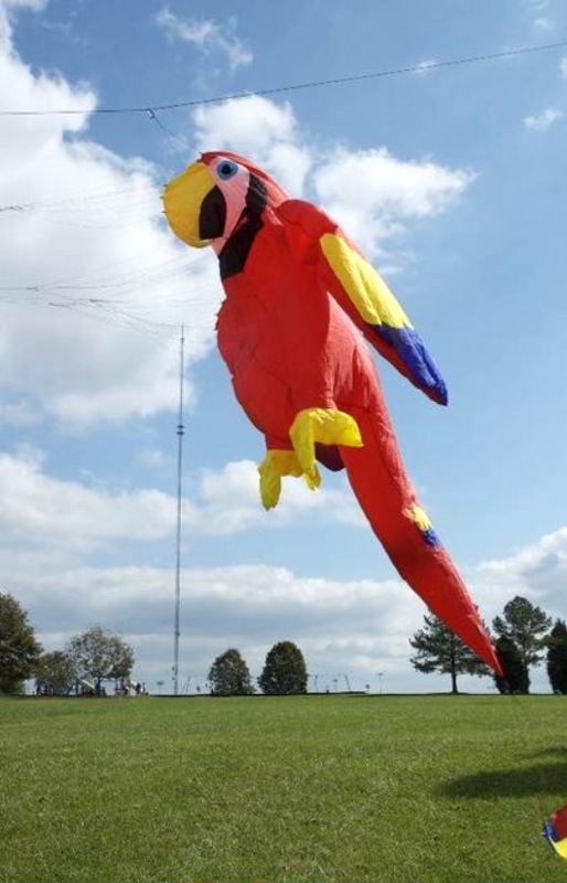 parrot.jpg