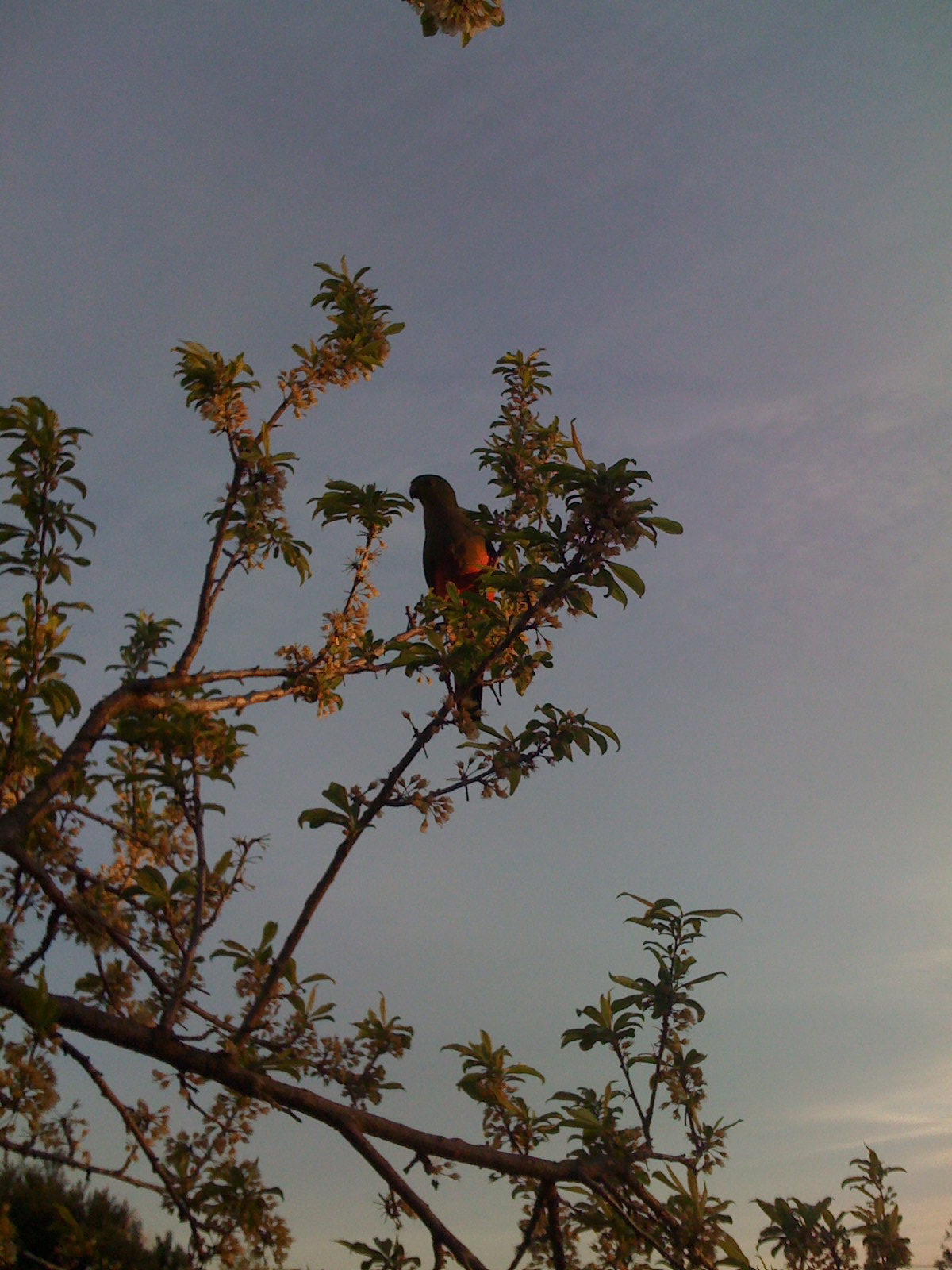 Parrot.JPG