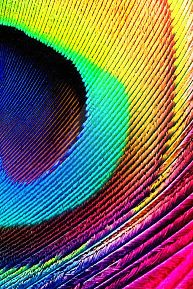 peacock-feather-3.jpg