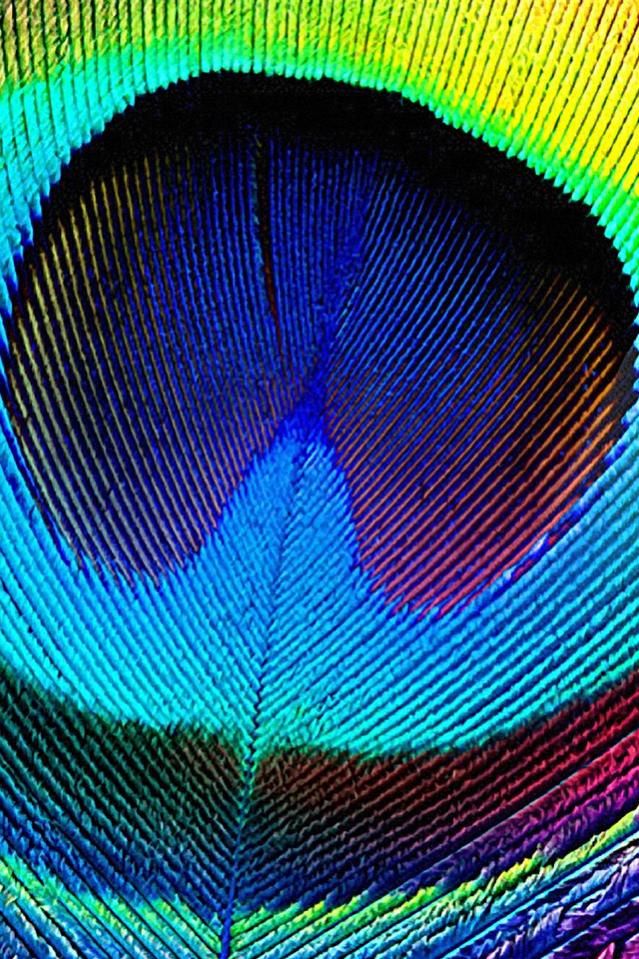 peacock-feather.jpg