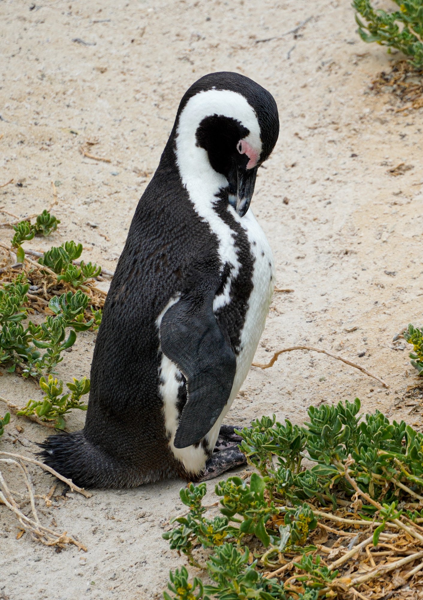 Penguin.jpg