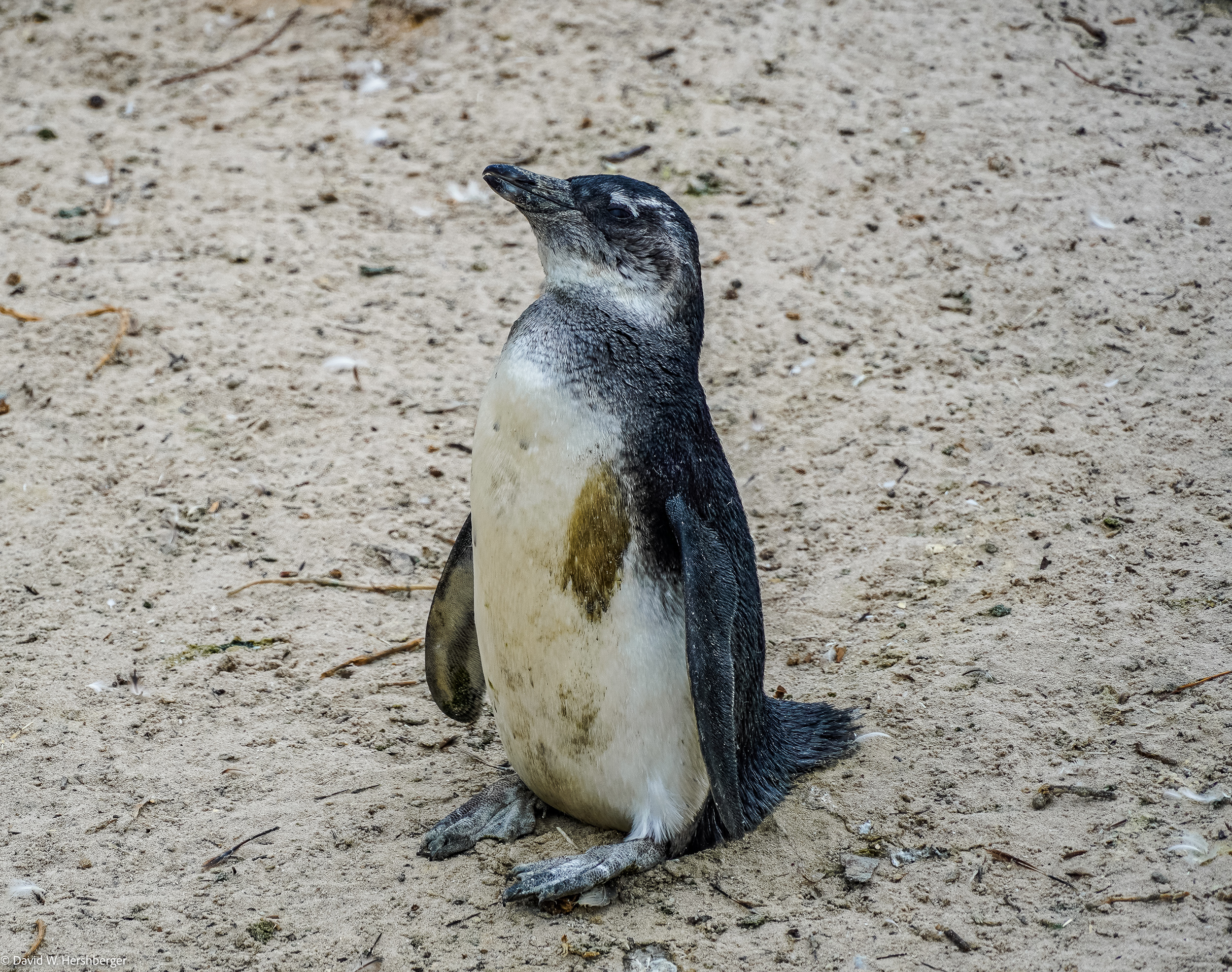 Penguin.jpg