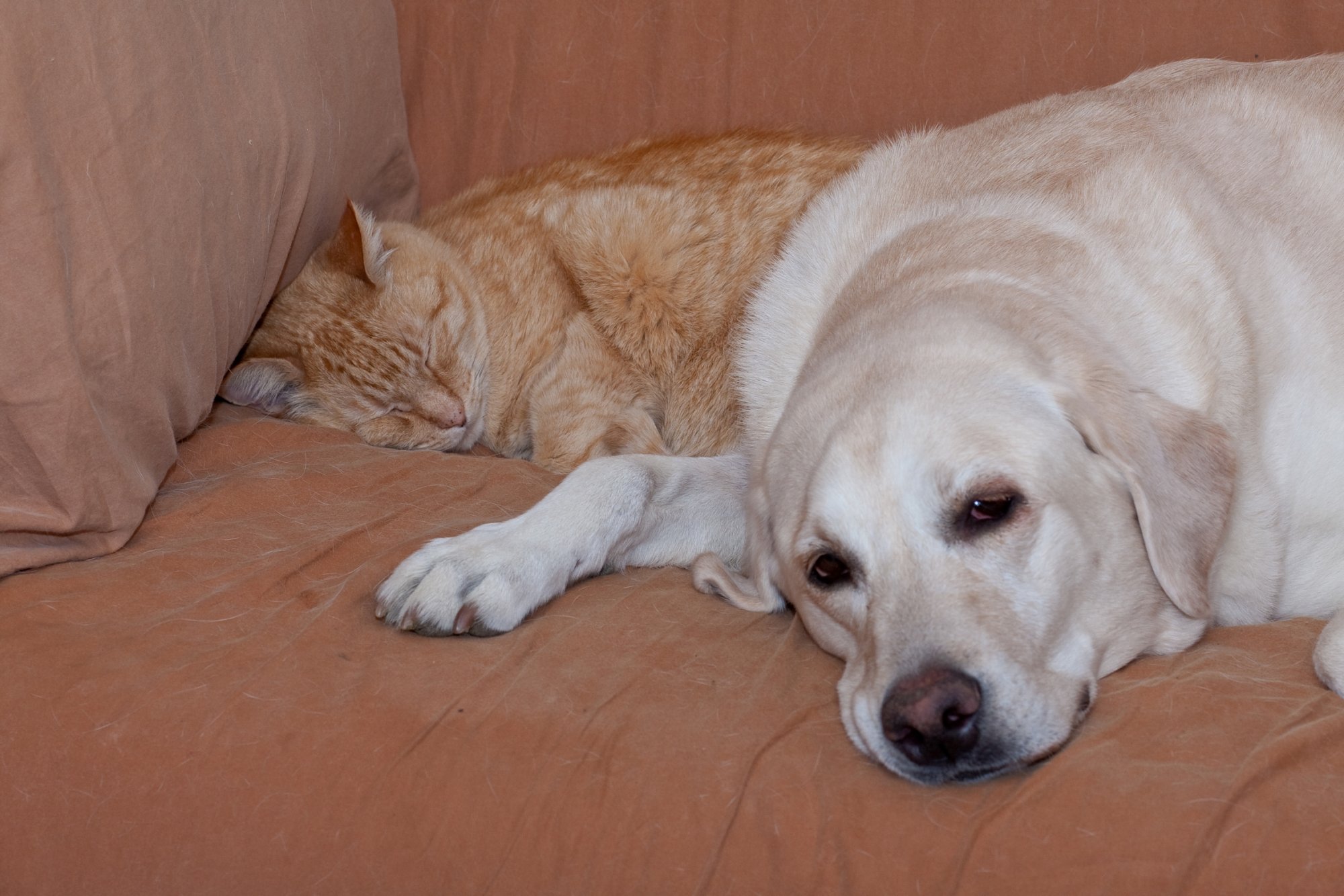 Pet_IMG_3302.jpg