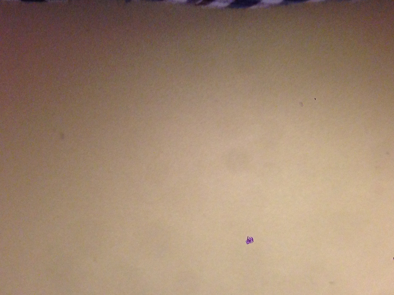 photo-11.JPG
