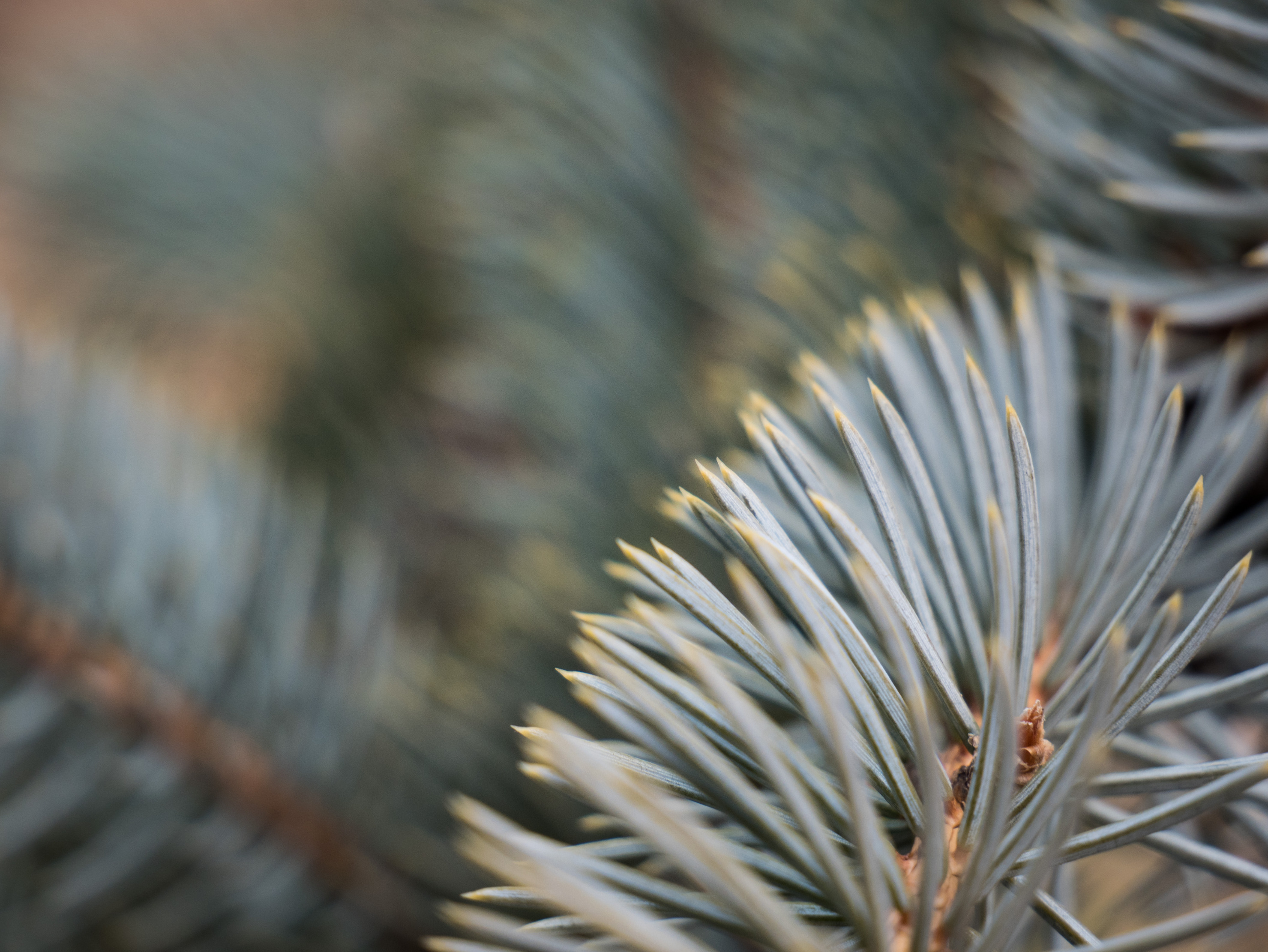 picea.jpg
