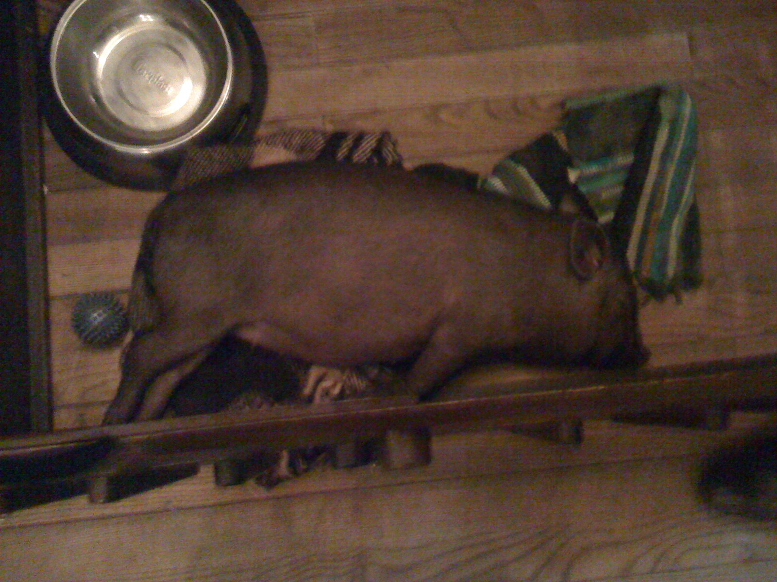 piggie 001.jpg