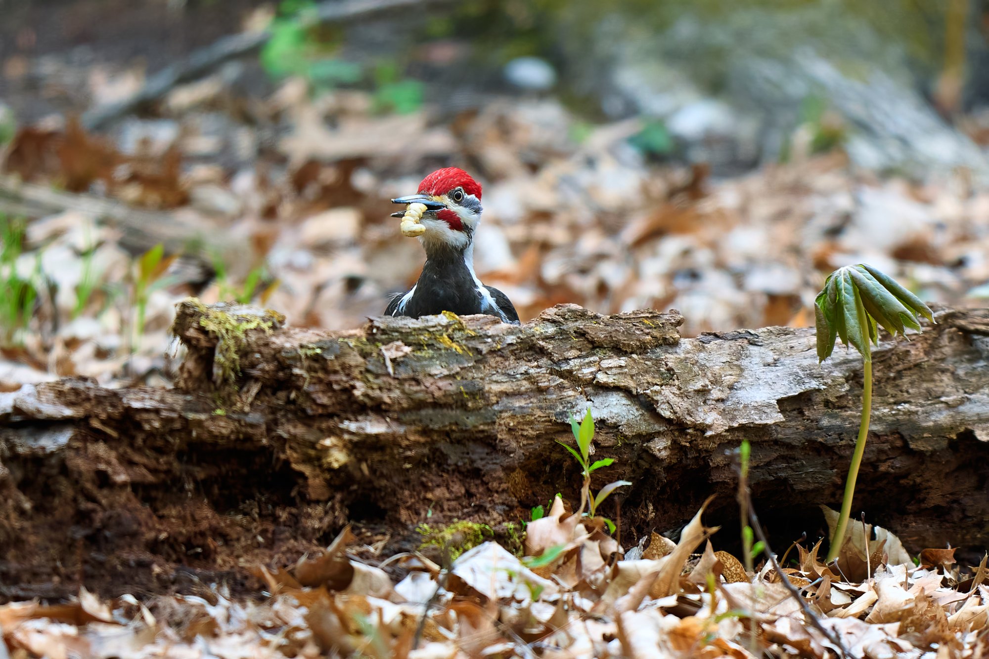 pileated-woodpecker-0009-24-06-07.jpg