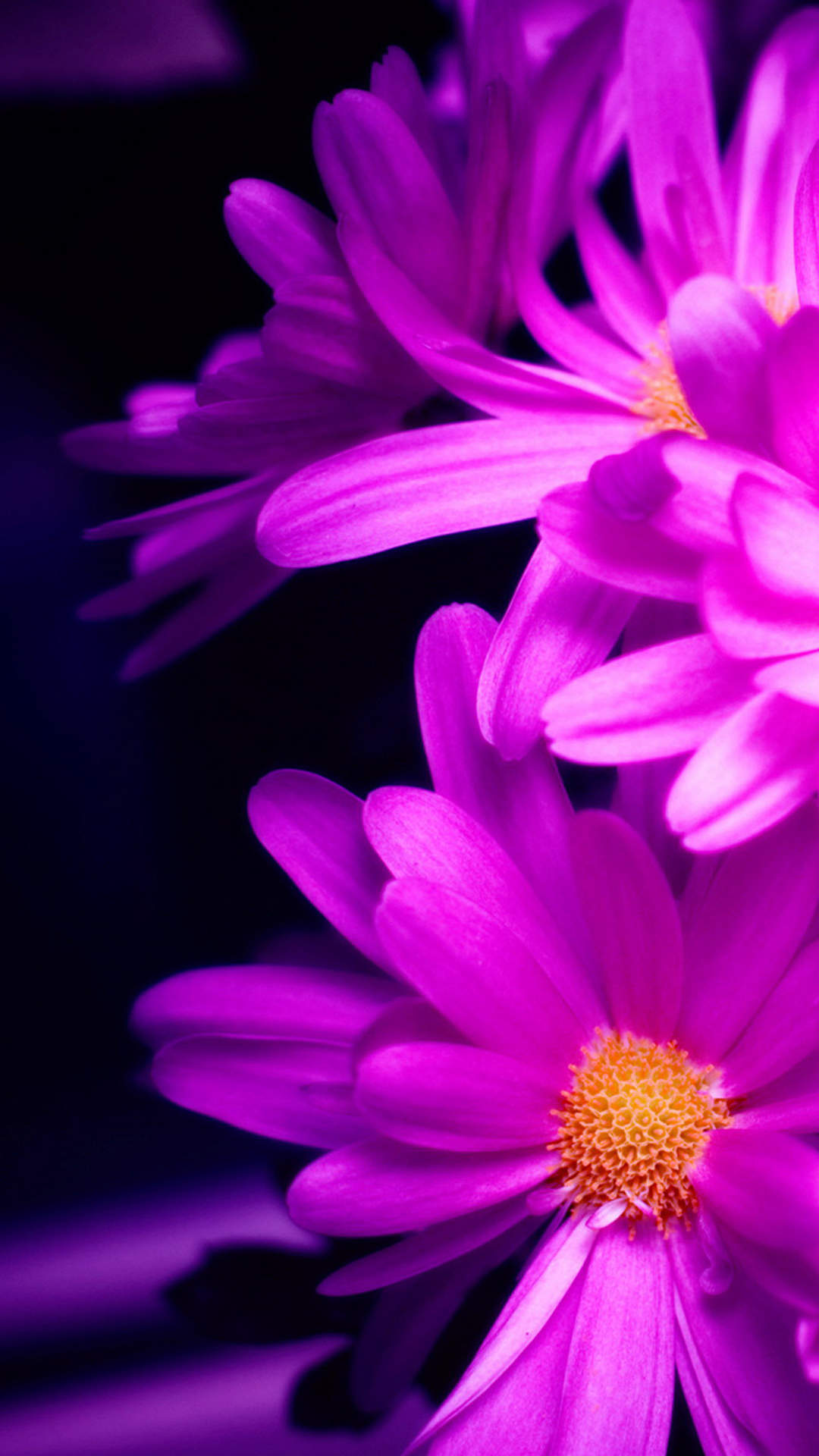 Pink Daisy.jpg
