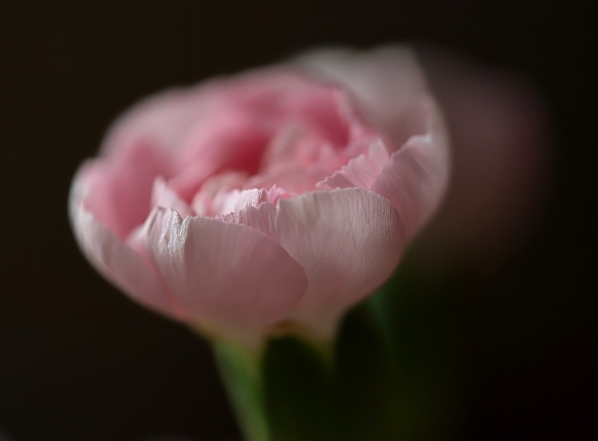 Pink.jpeg