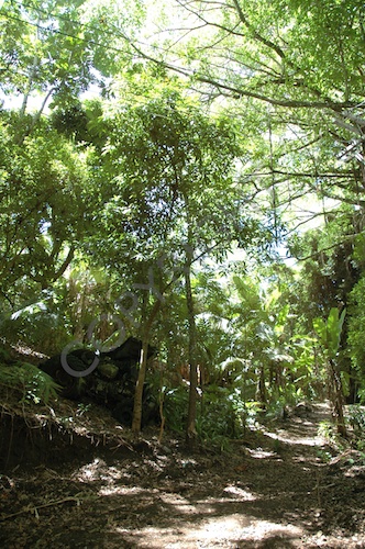 Pitcairn  014.jpg