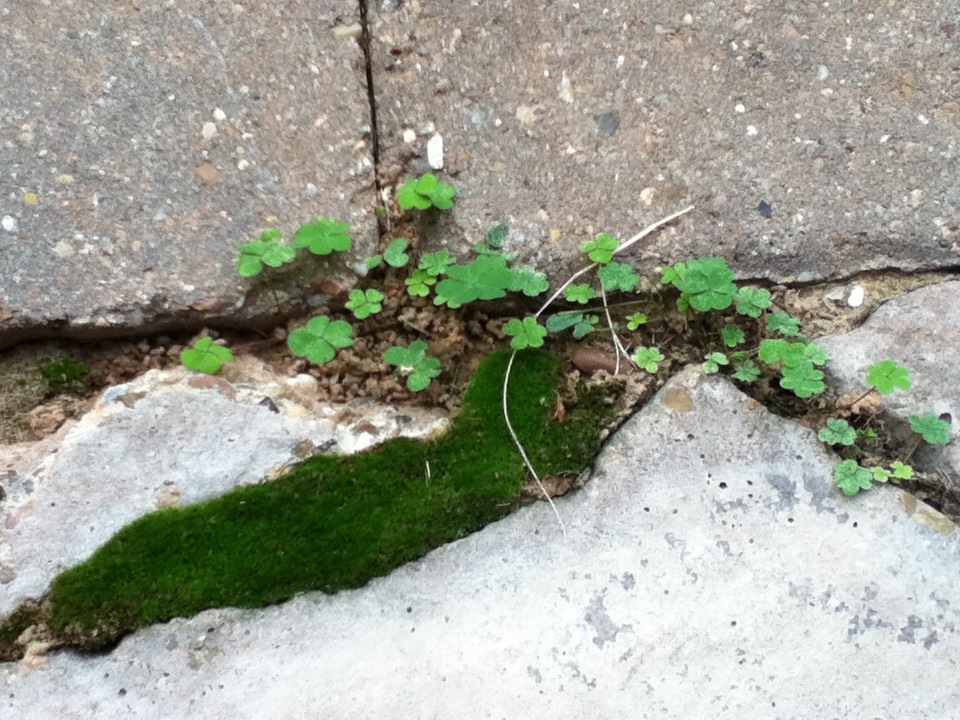 plant_4g.jpg
