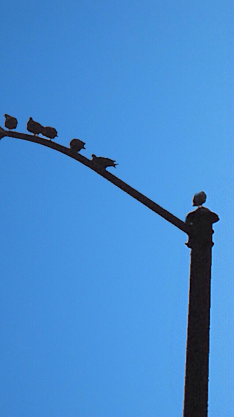 Pole Birds.jpg
