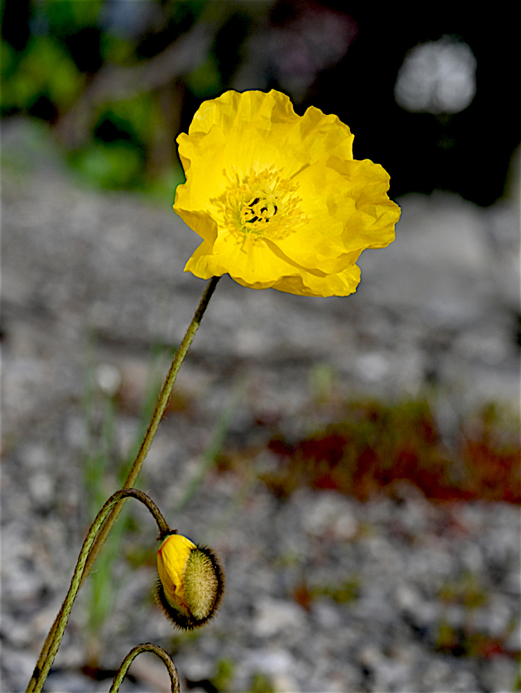 Poppy_0279A.jpg