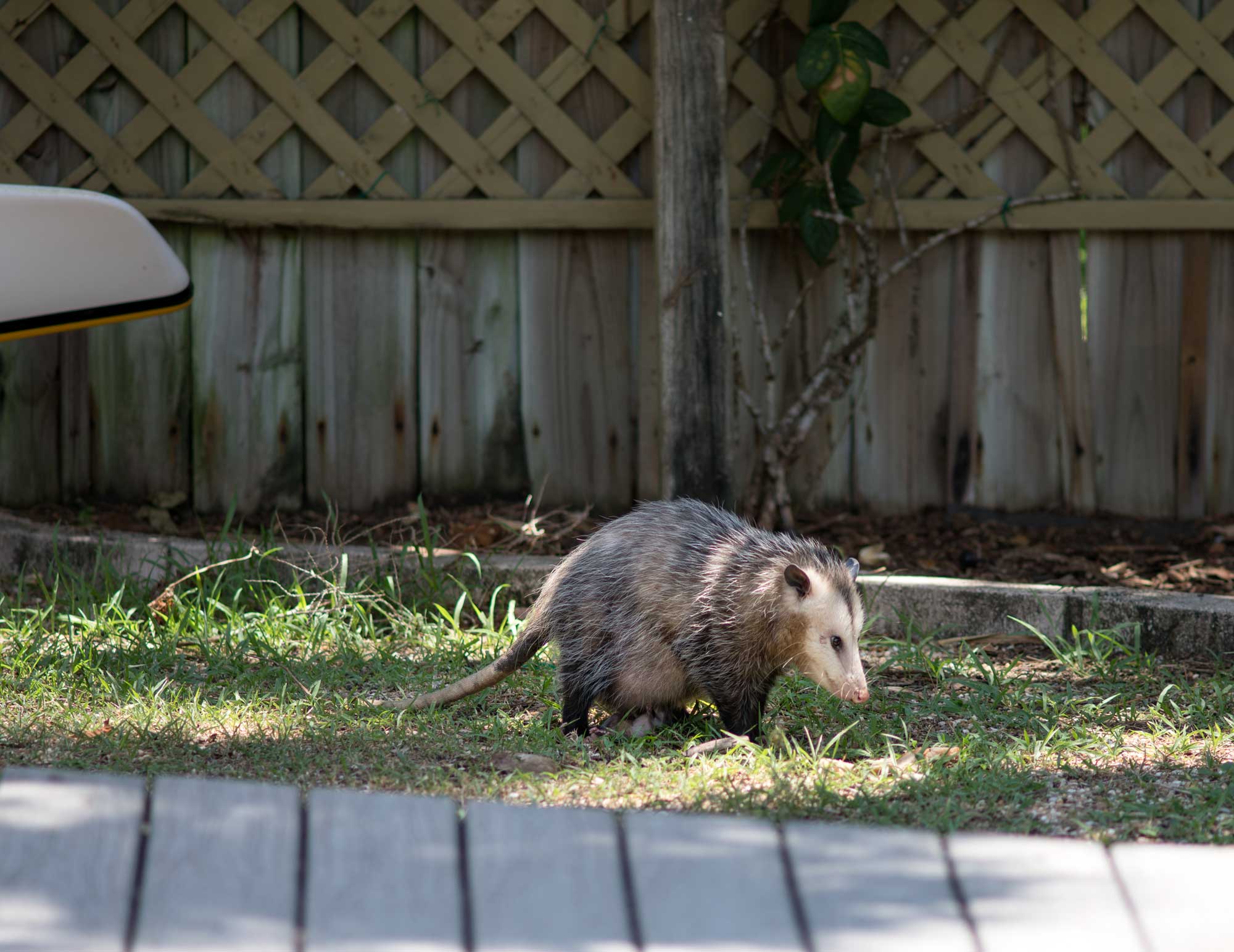 possum-1.jpg