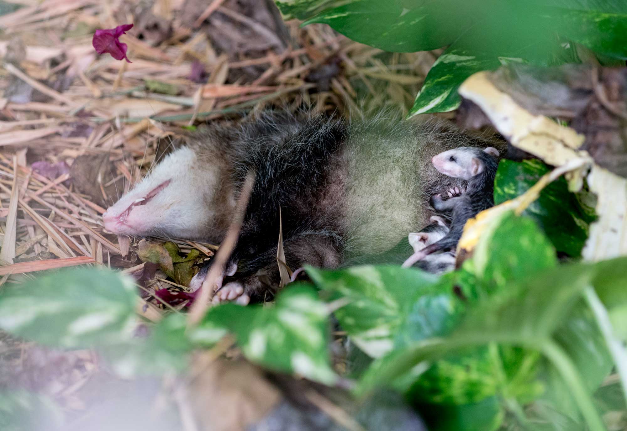 possum-5.jpg
