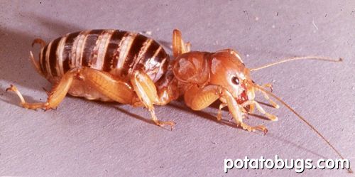 potatobug_02.jpg