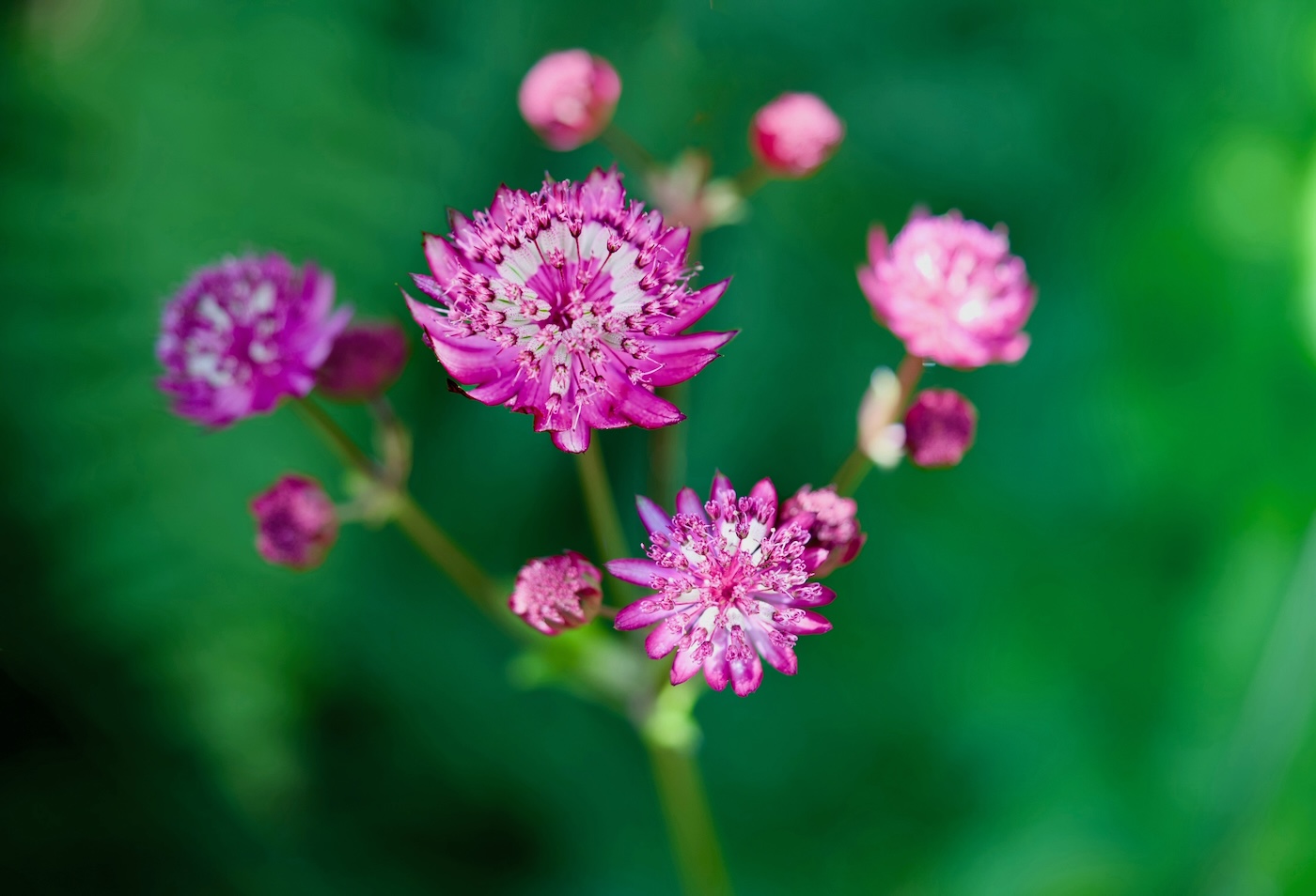 POTD June - 1_a.jpeg
