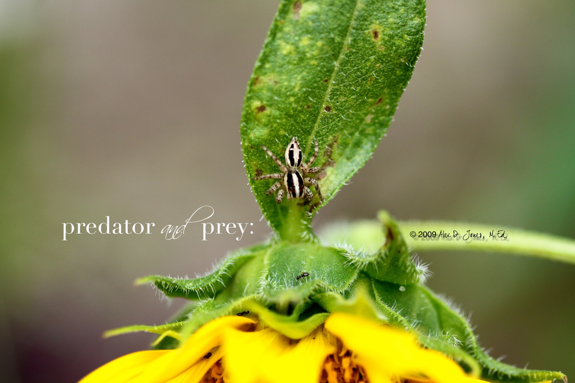 predator and prey.jpg