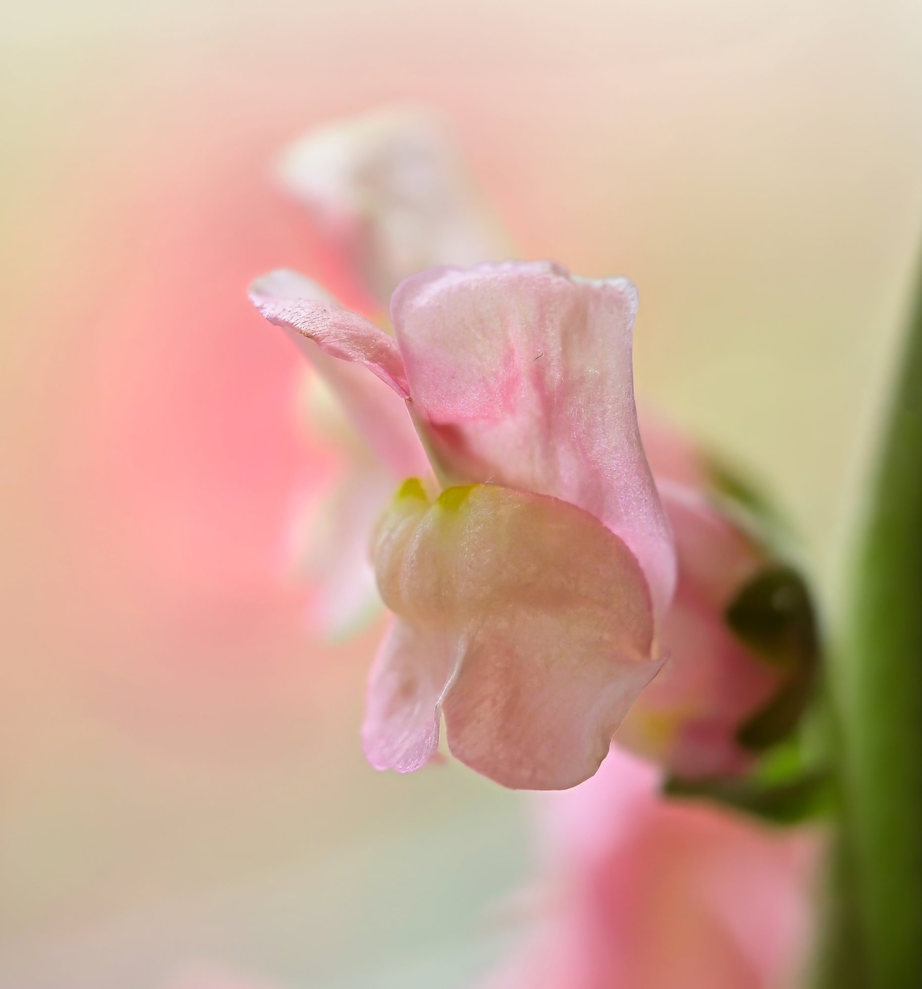 Pretty in Pink.jpeg