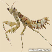 preying-mantis.jpg