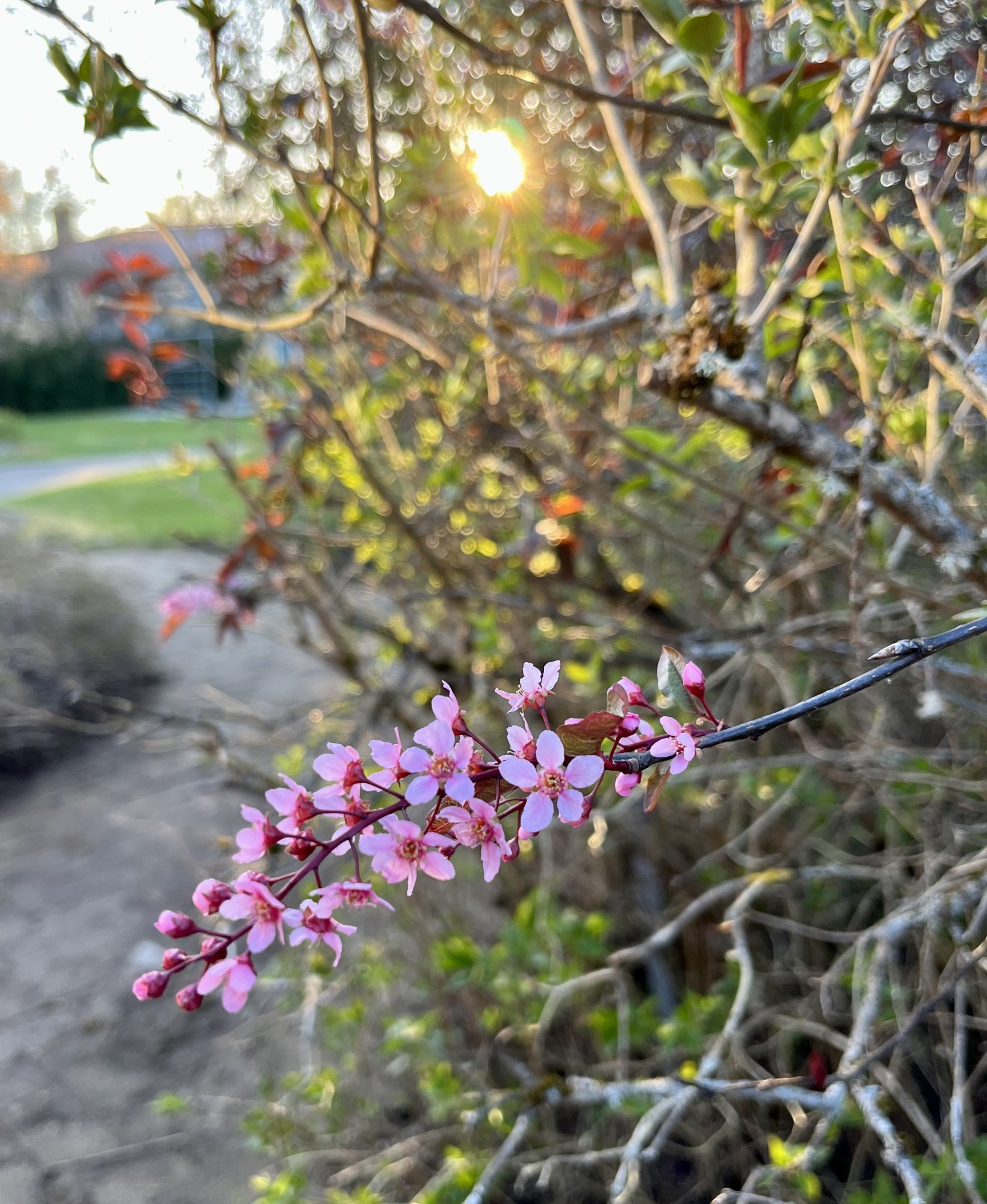 Prunuspadus.jpeg