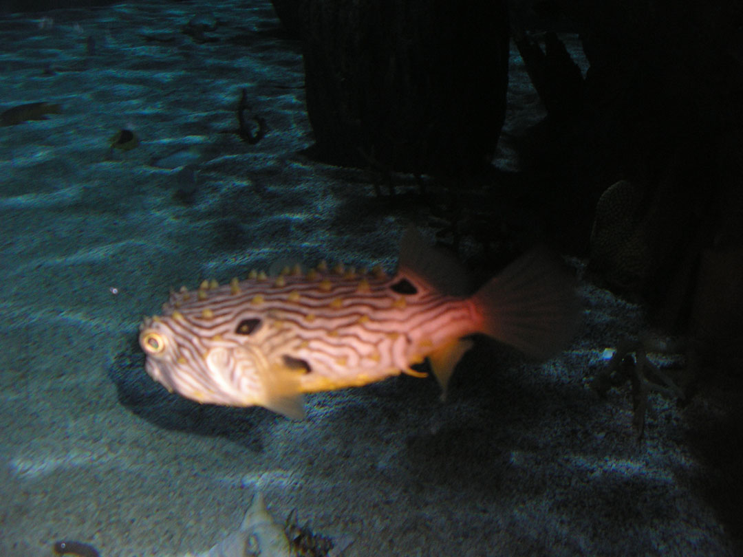 puffer.jpg