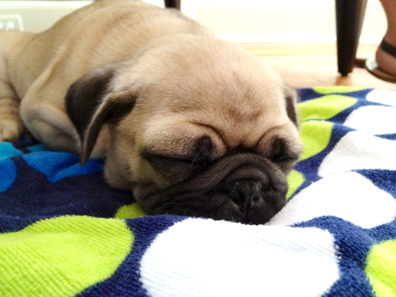 Pug.jpg
