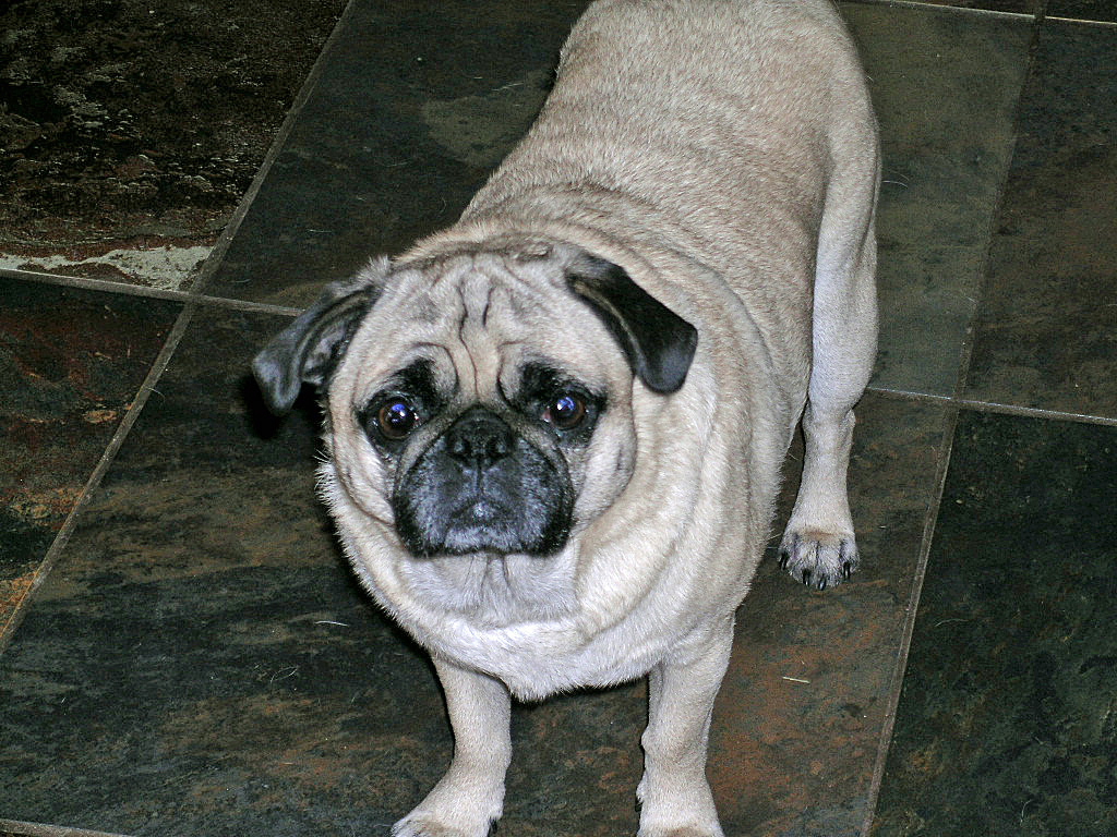 Pugslee_9.JPG