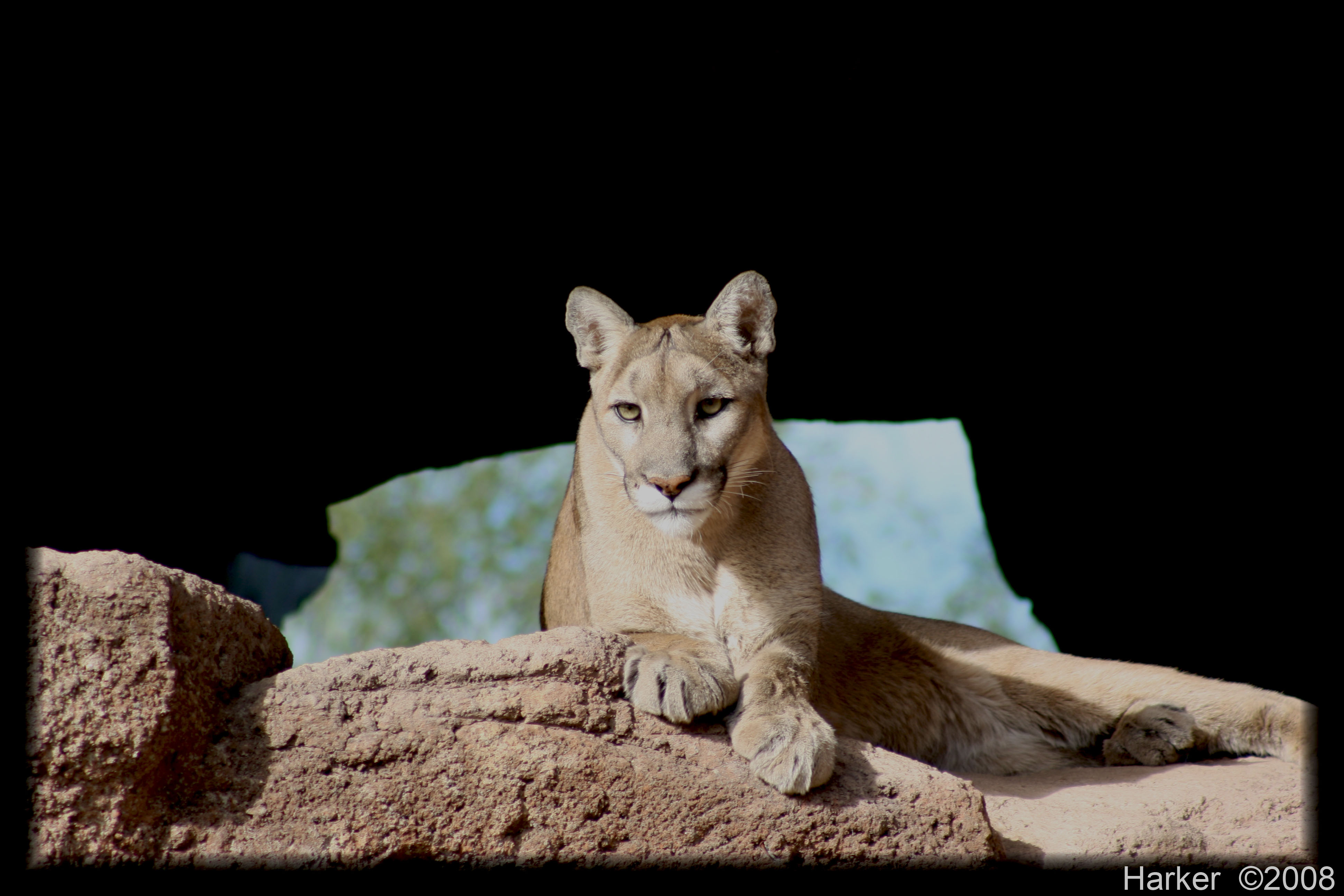 puma3e.jpg