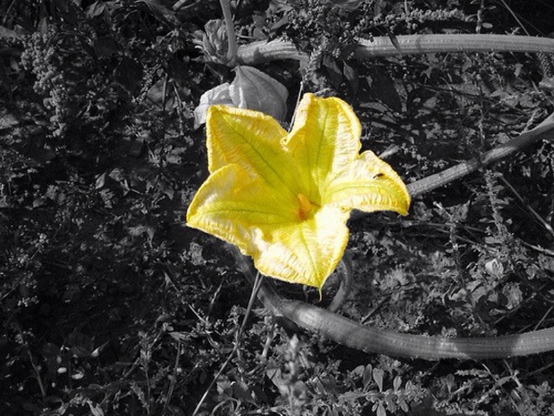 pumpkinflower.jpg