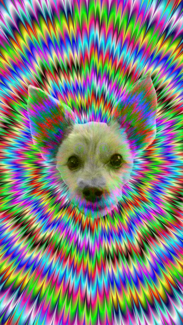 Pup head.jpg
