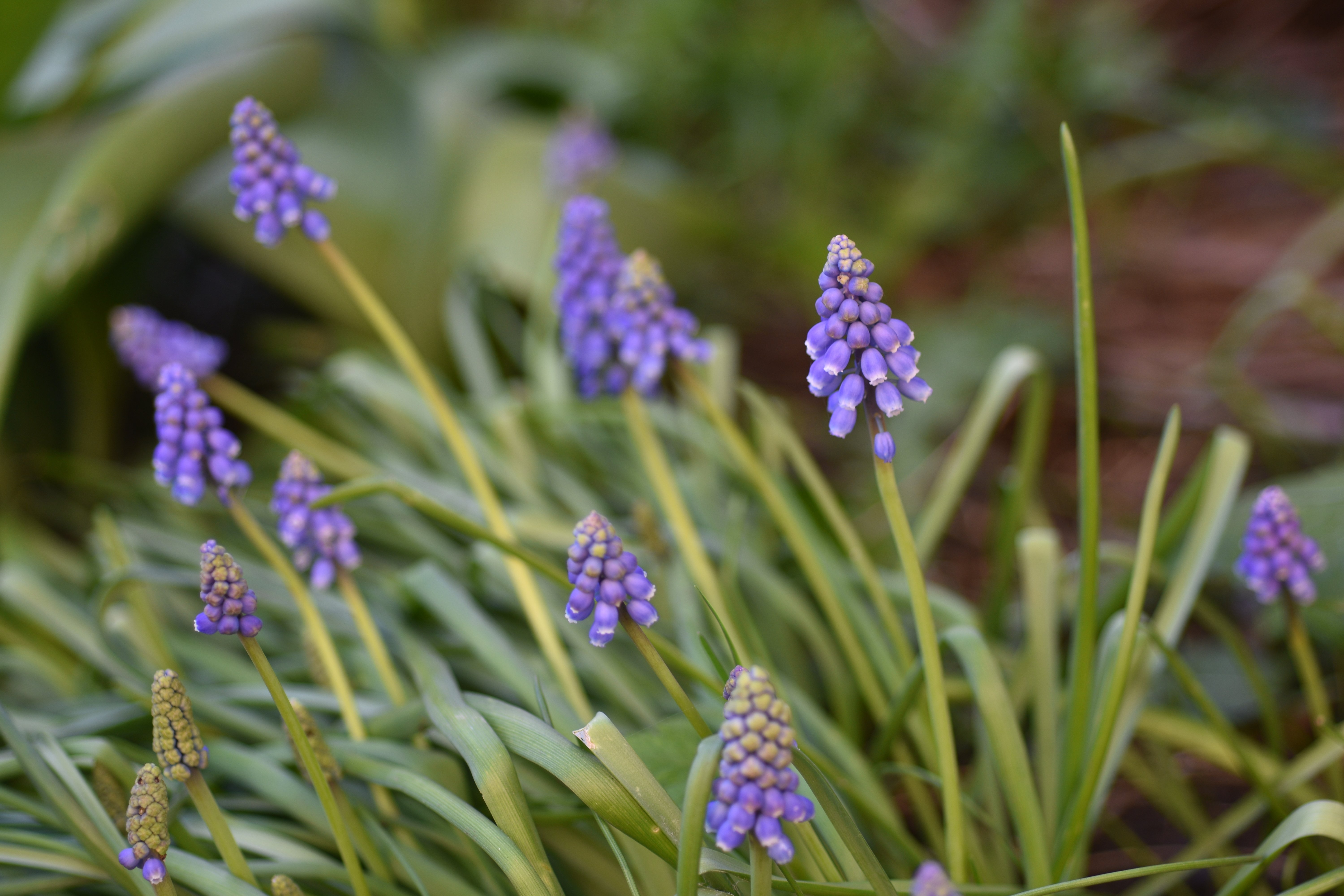 Purple Hyacinth.JPG