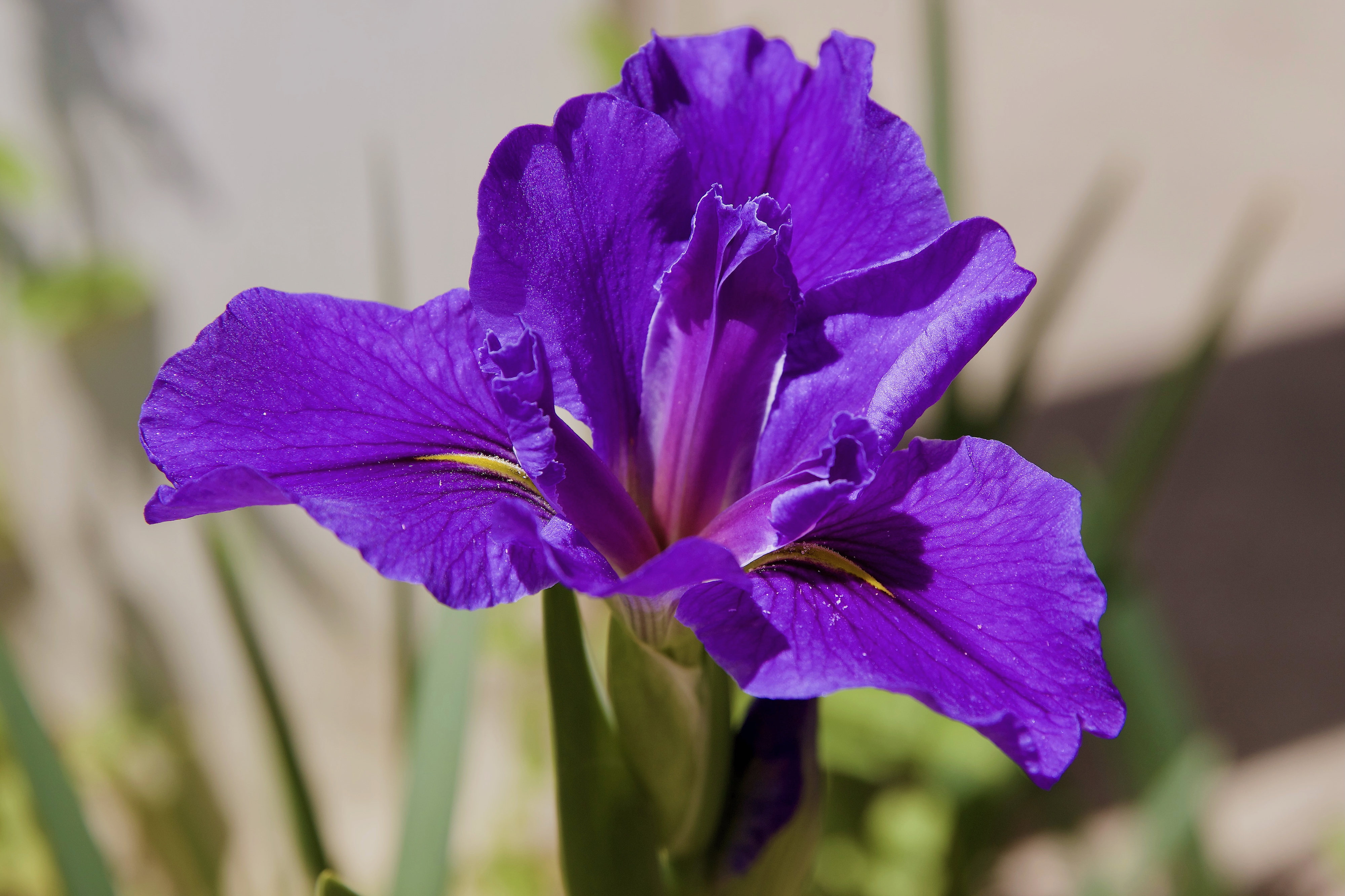 Purple Iris.jpg