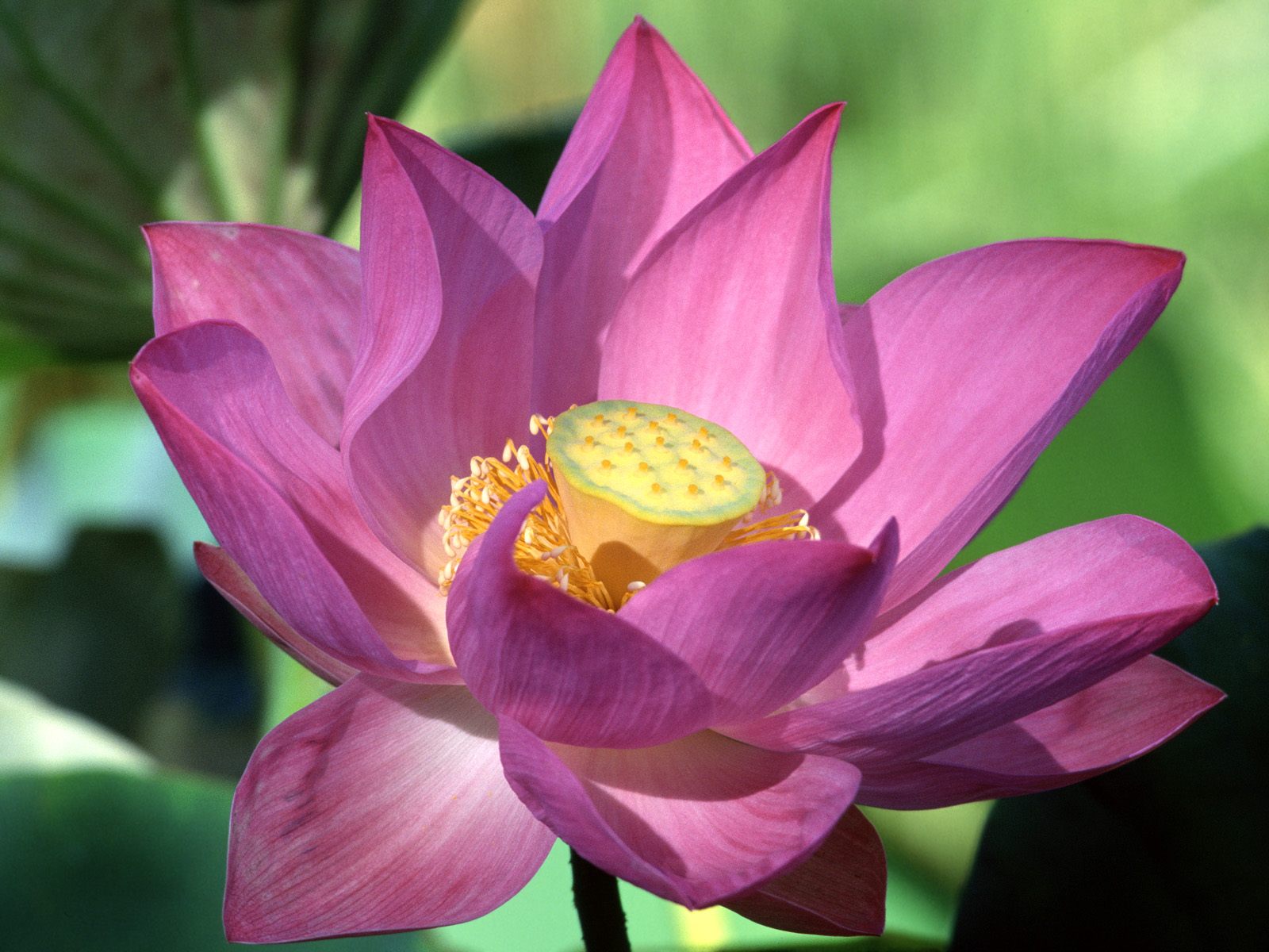 Purple-Lotus-Flower.jpg