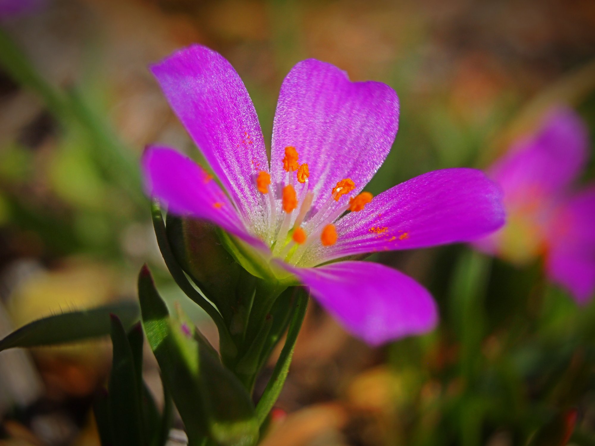 Purple tiny wild ground cover flowerx2v.jpg