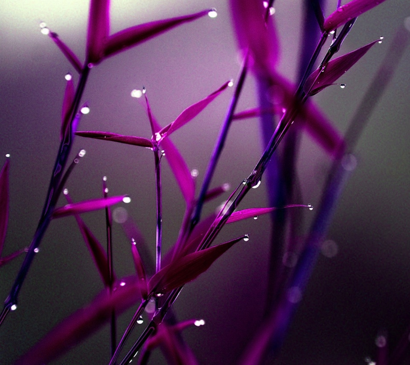 purple_dew.jpg