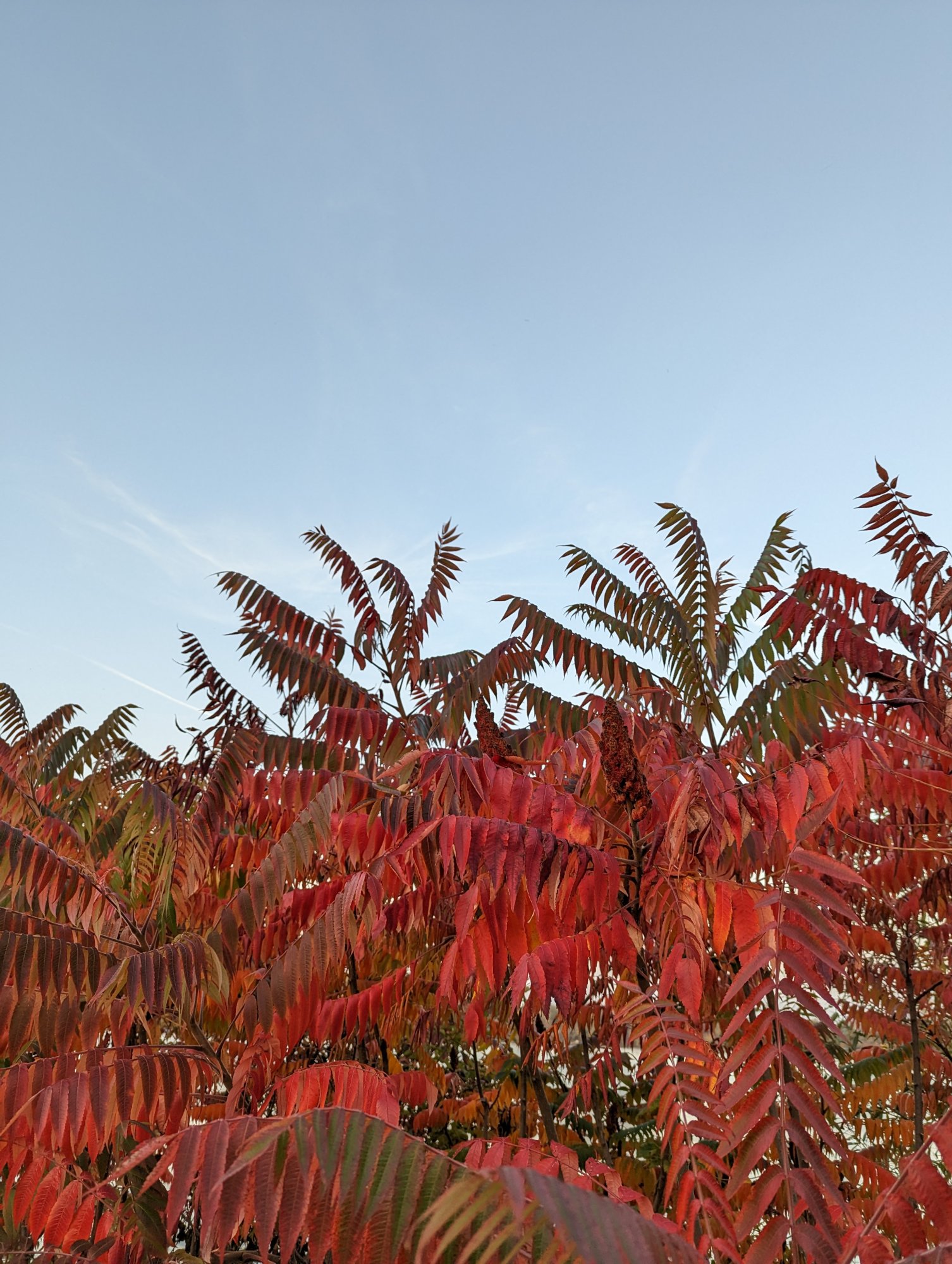 PXL_20221016_154524369.jpg