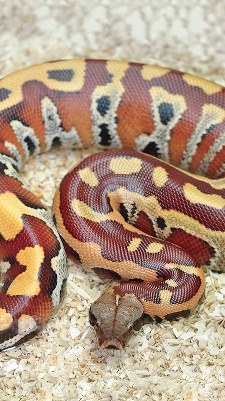 Python.png