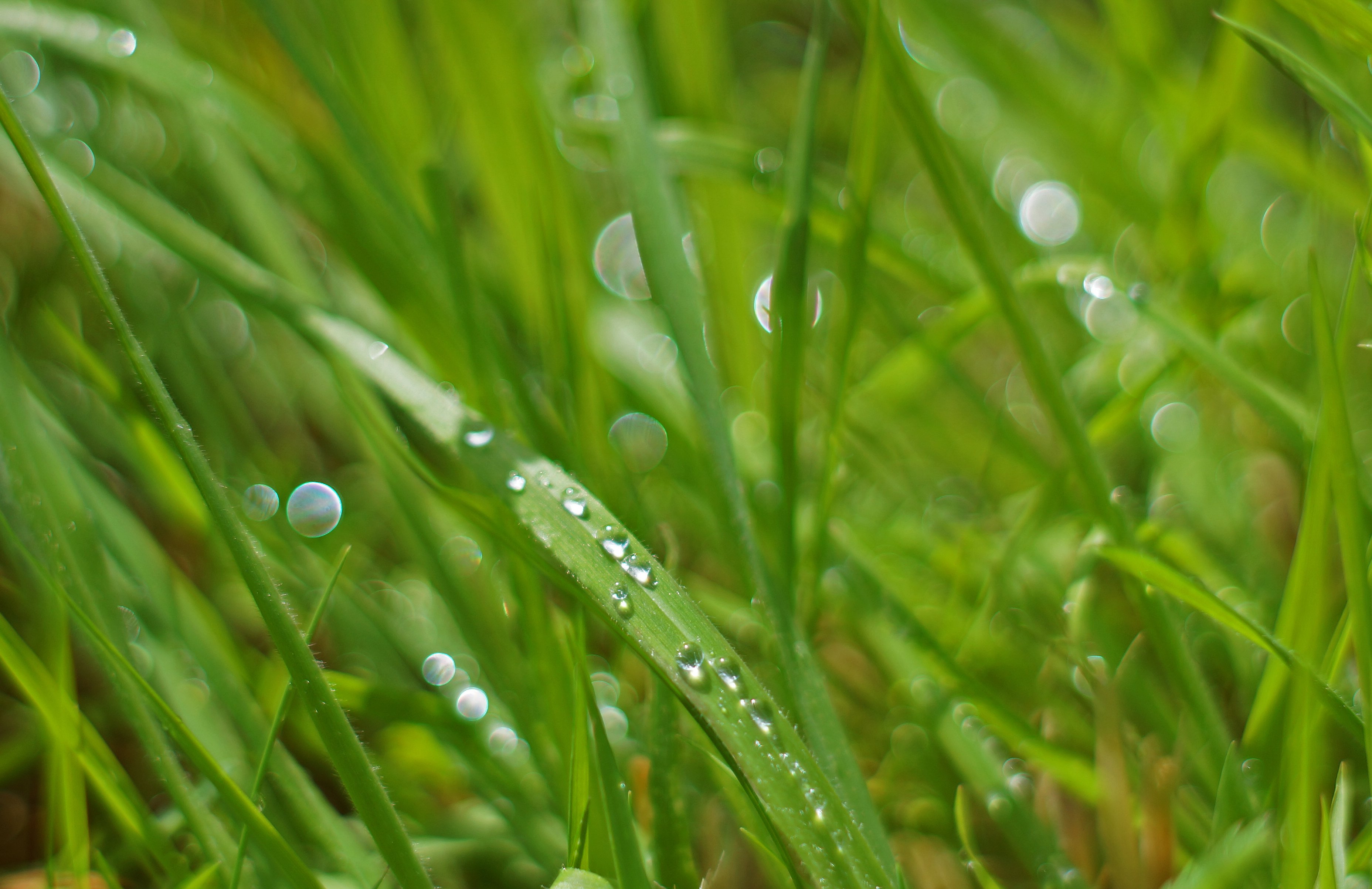 Raindrops.JPG