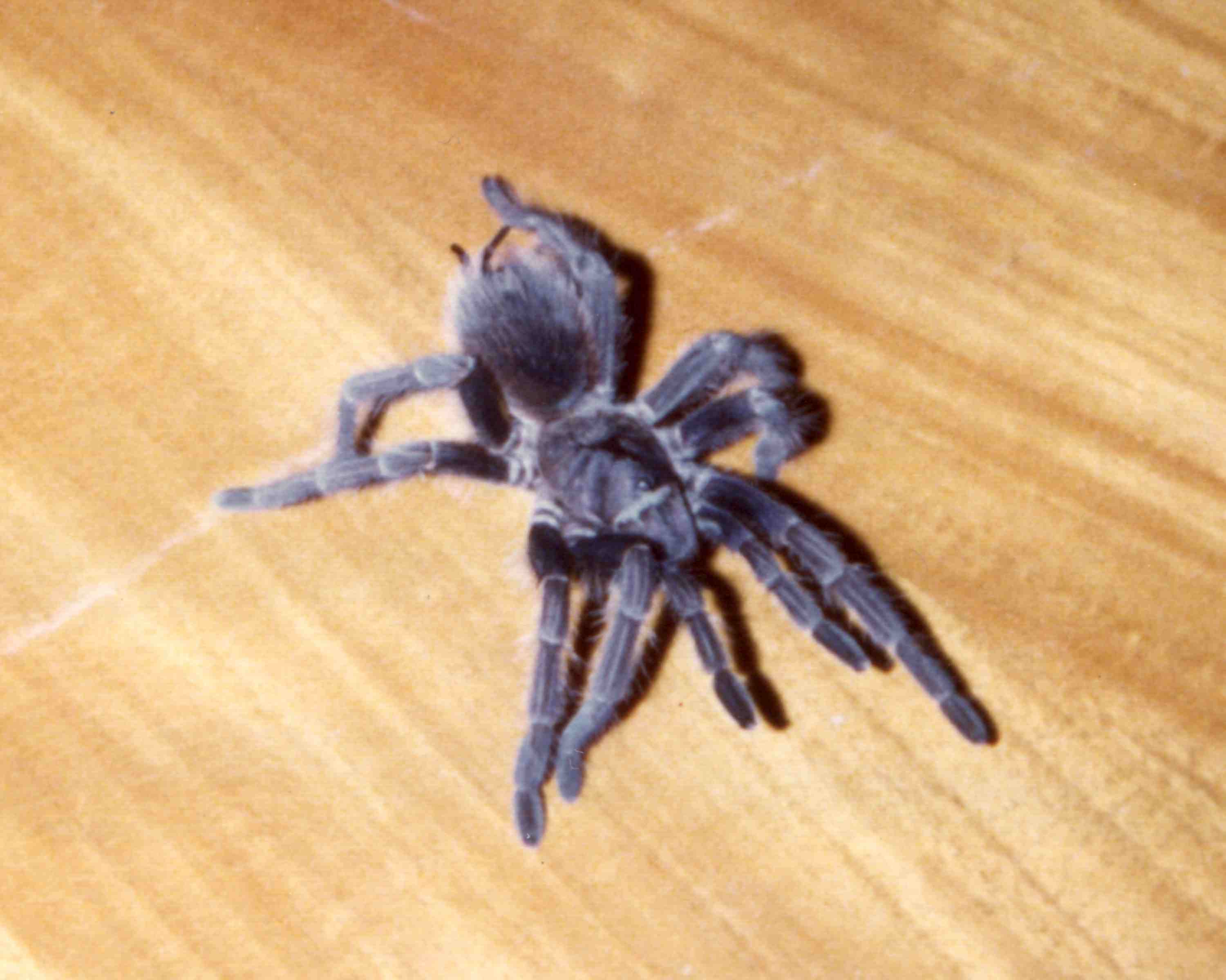 Ralph-A.jpg