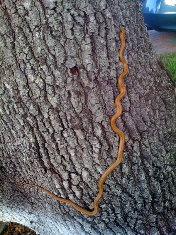 rat snake.jpg