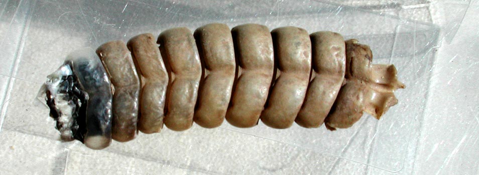 Rattlesnake-rattle.jpg