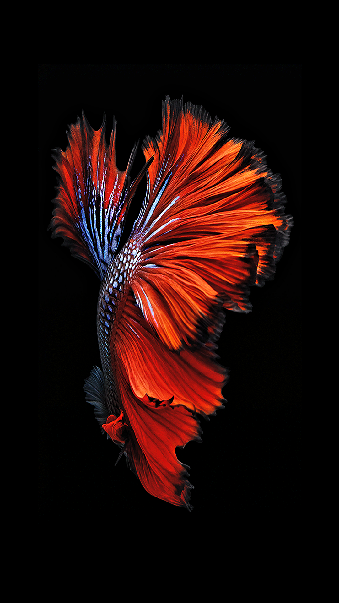 Red Fish 1080.png