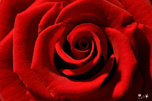 red.jpg