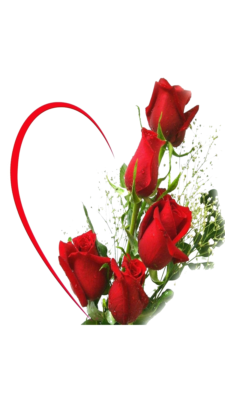 red-rose-wallpaper016.png