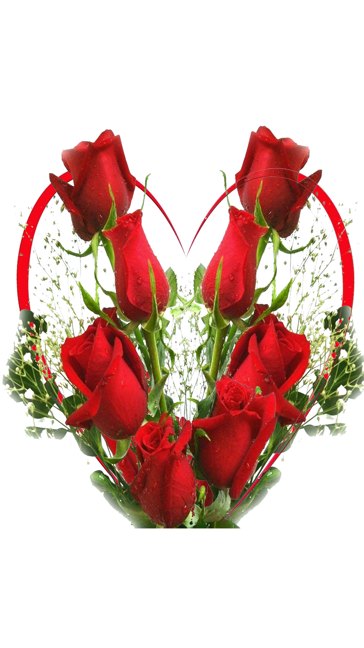 red-rose-wallpaper026.png