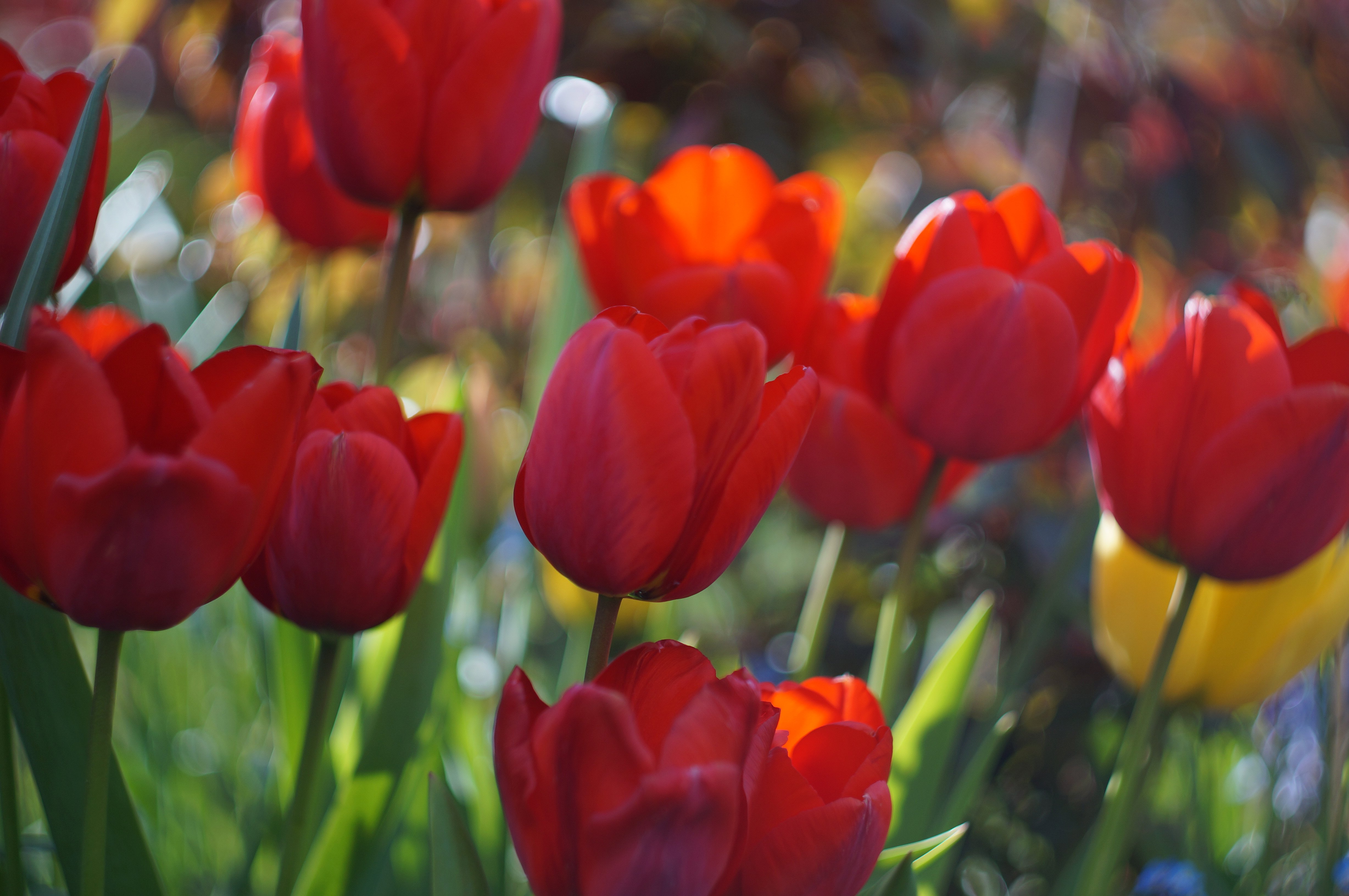 Red Tulips.JPG
