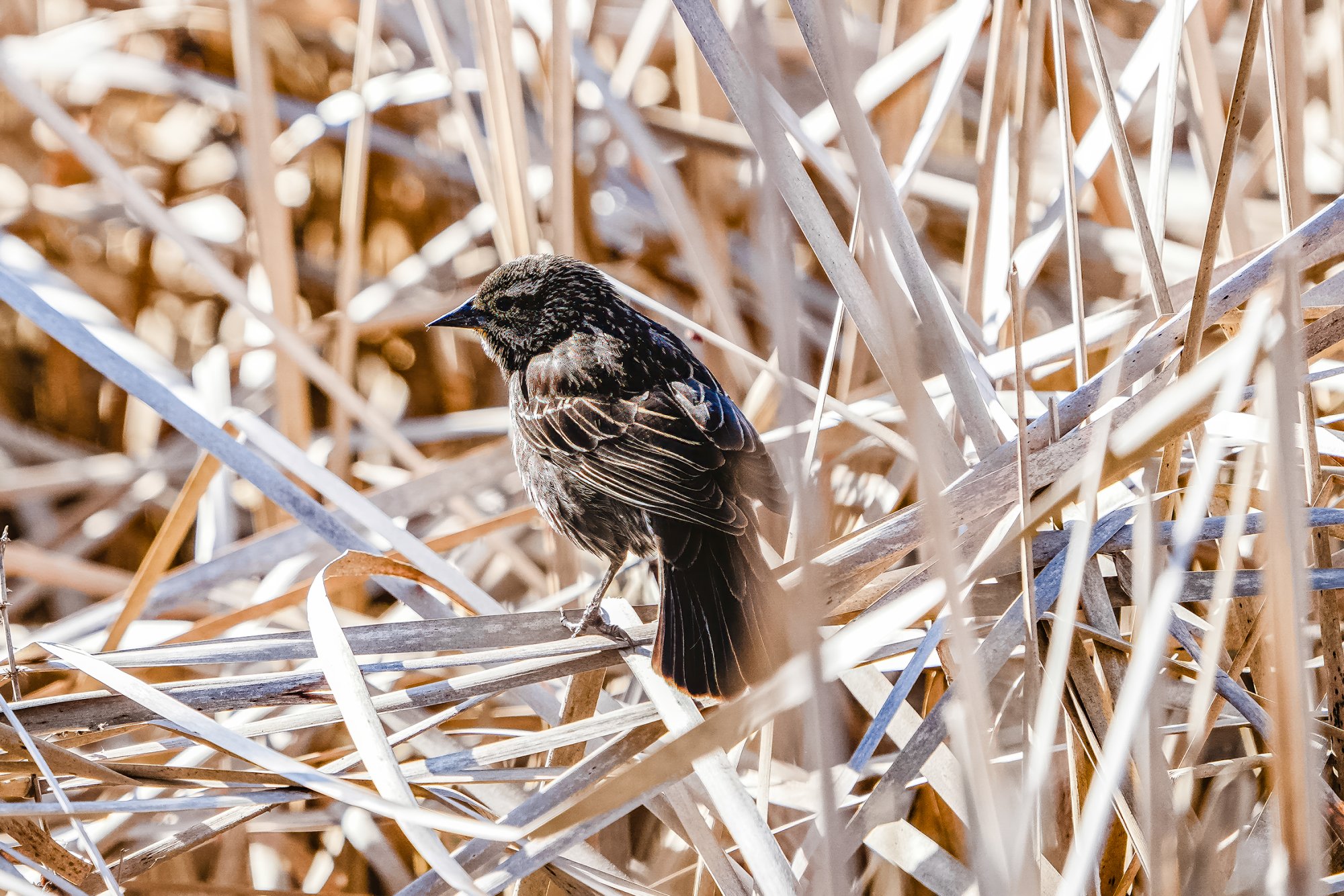 red-winged-blackbird-0001web.jpg