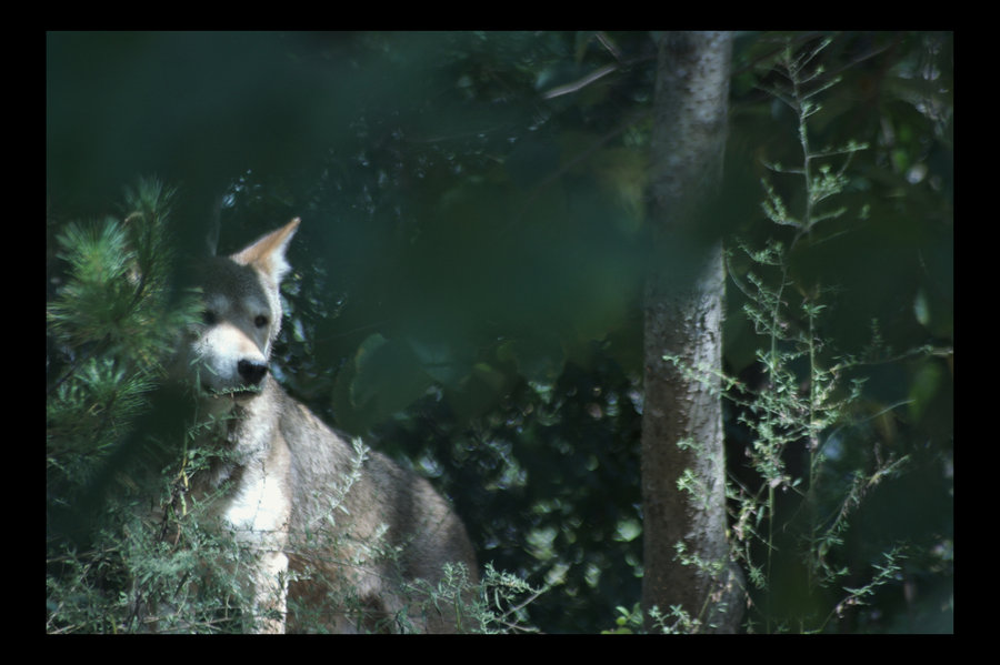 Red_Wolf_by_shuttercreations.jpg