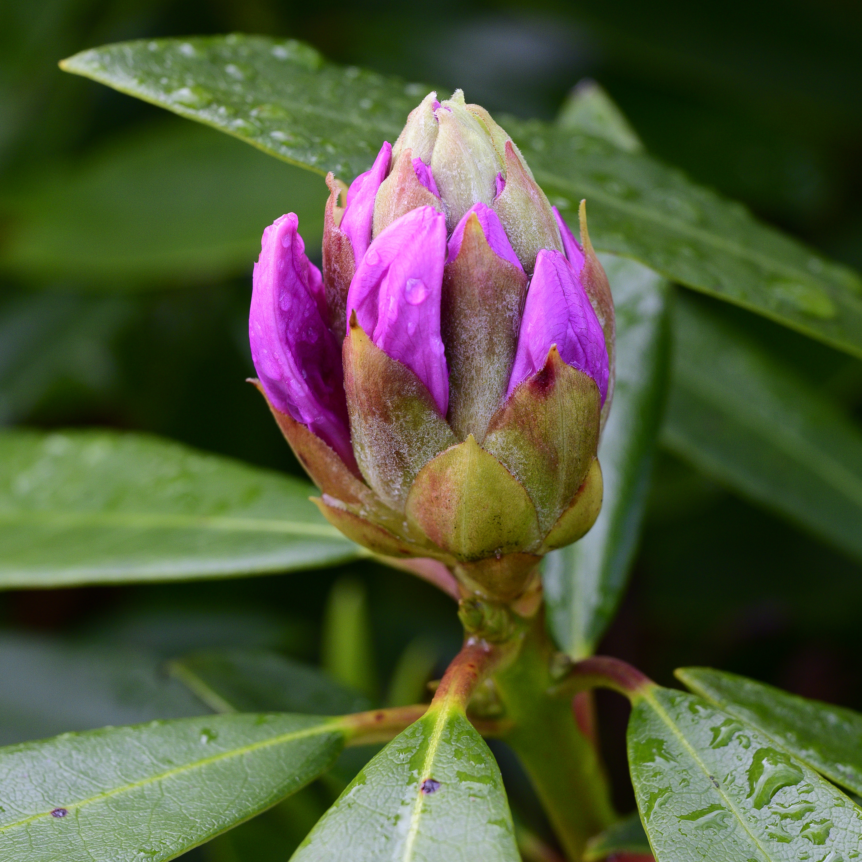 Rhododendron20260520-2.jpg
